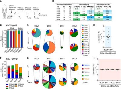 Overall avidity declines in TCR repertoires during latent CMV but not EBV infection